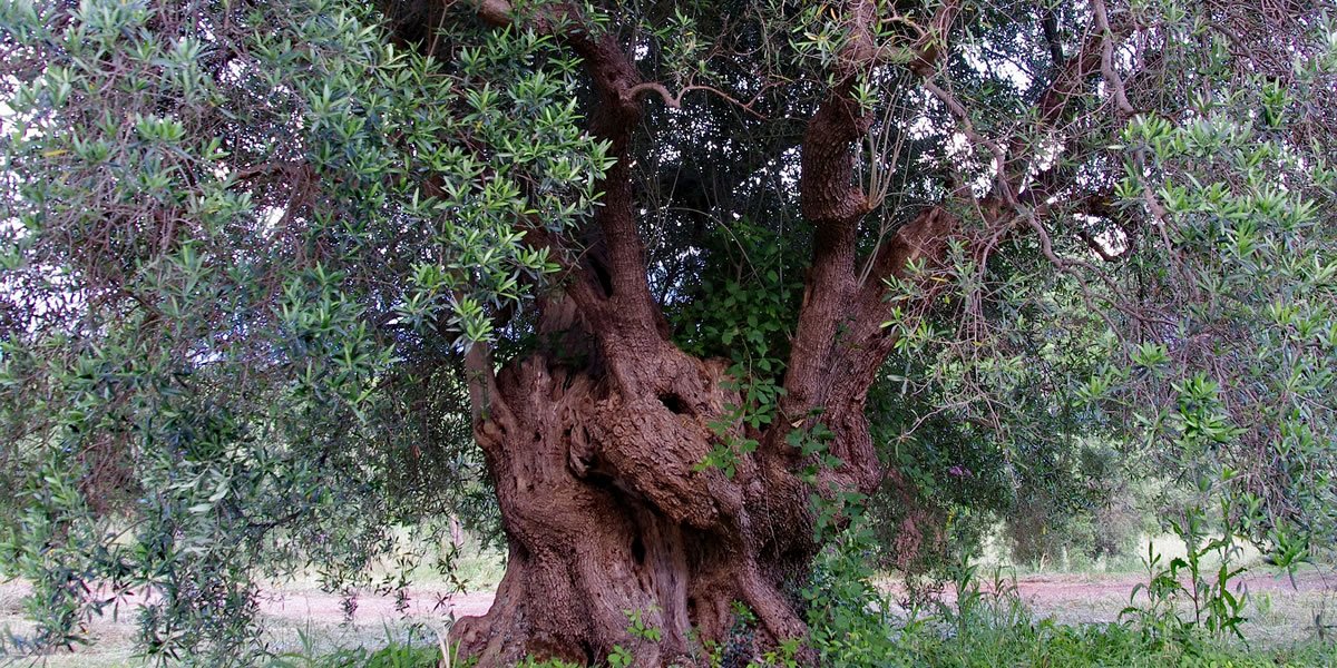 Pacchetto Olivastri Millenari